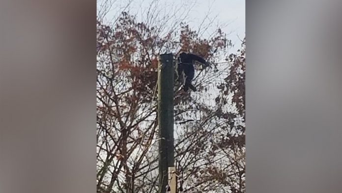 Chimpanzee escapes from Indianapolis Zoo enclosure, triggering emergency lockdown