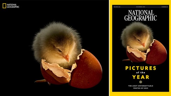 Rare great white shark encounter off Maine coast captured in heart-stopping National Geographic photo