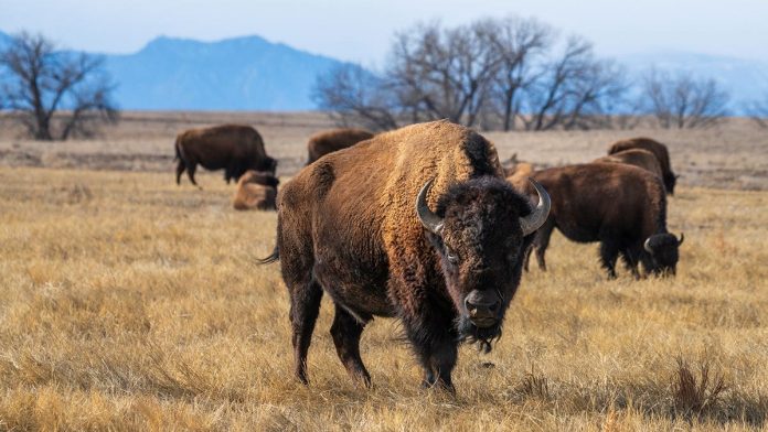 Yellowstone officials decide fate of bison that launched grandfather 8 feet in air